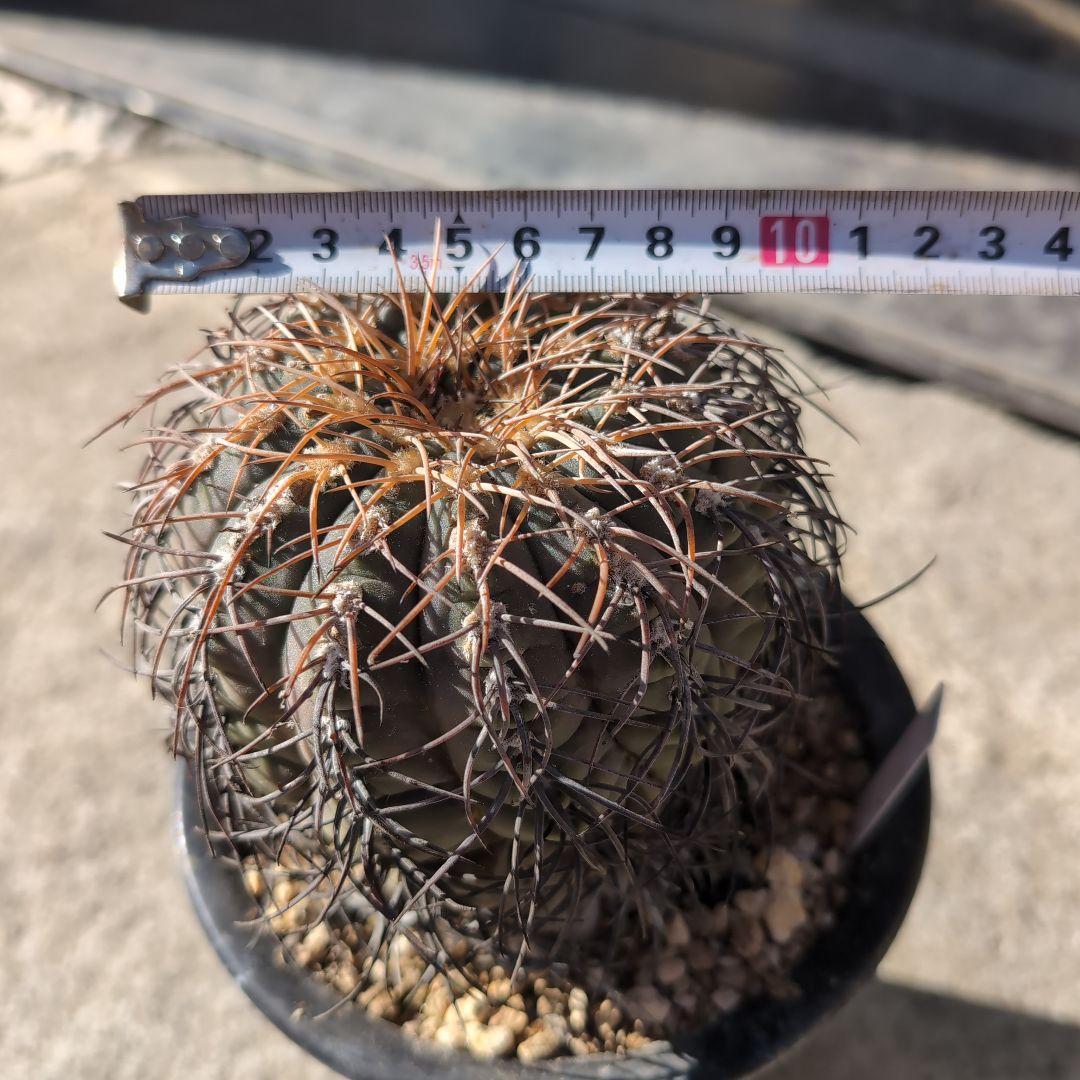 古株　ギムノカリキウム　猫爪天平丸　鉢ごと送料込み