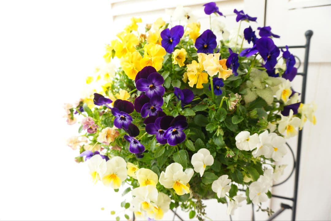 『フリルビオラ♡陽光と紫紺のワルツ』ハンギングバスケット　寄せ植え　ハンギング