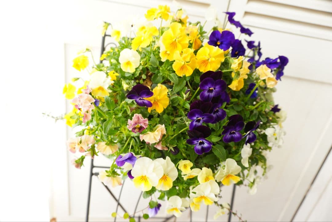 『フリルビオラ♡陽光と紫紺のワルツ』ハンギングバスケット　寄せ植え　ハンギング