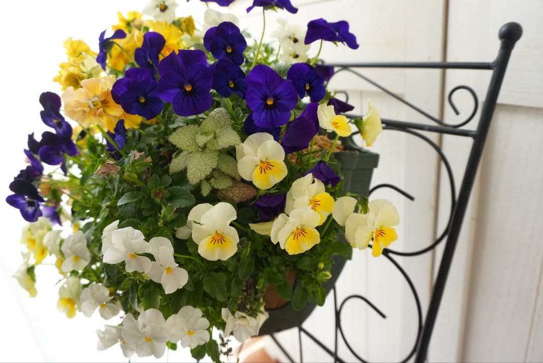 『フリルビオラ♡陽光と紫紺のワルツ』ハンギングバスケット　寄せ植え　ハンギング