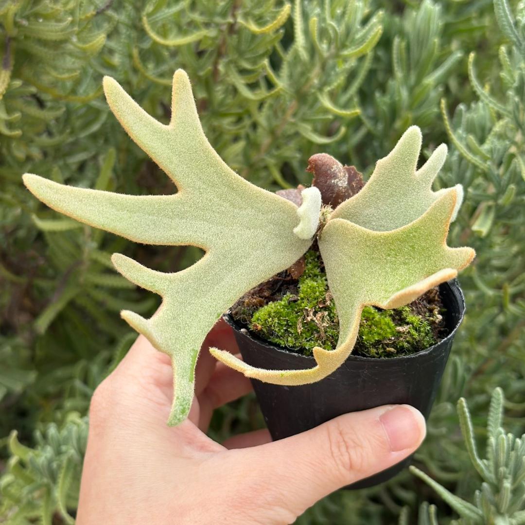 P.willinckii ’Jade Girl’ spore 2101