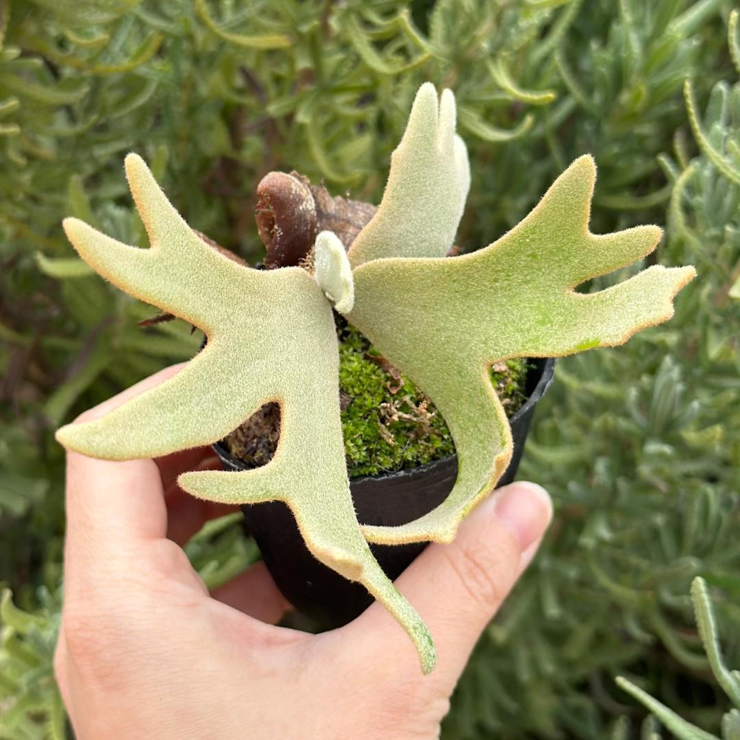 P.willinckii ’Jade Girl’ spore 2101