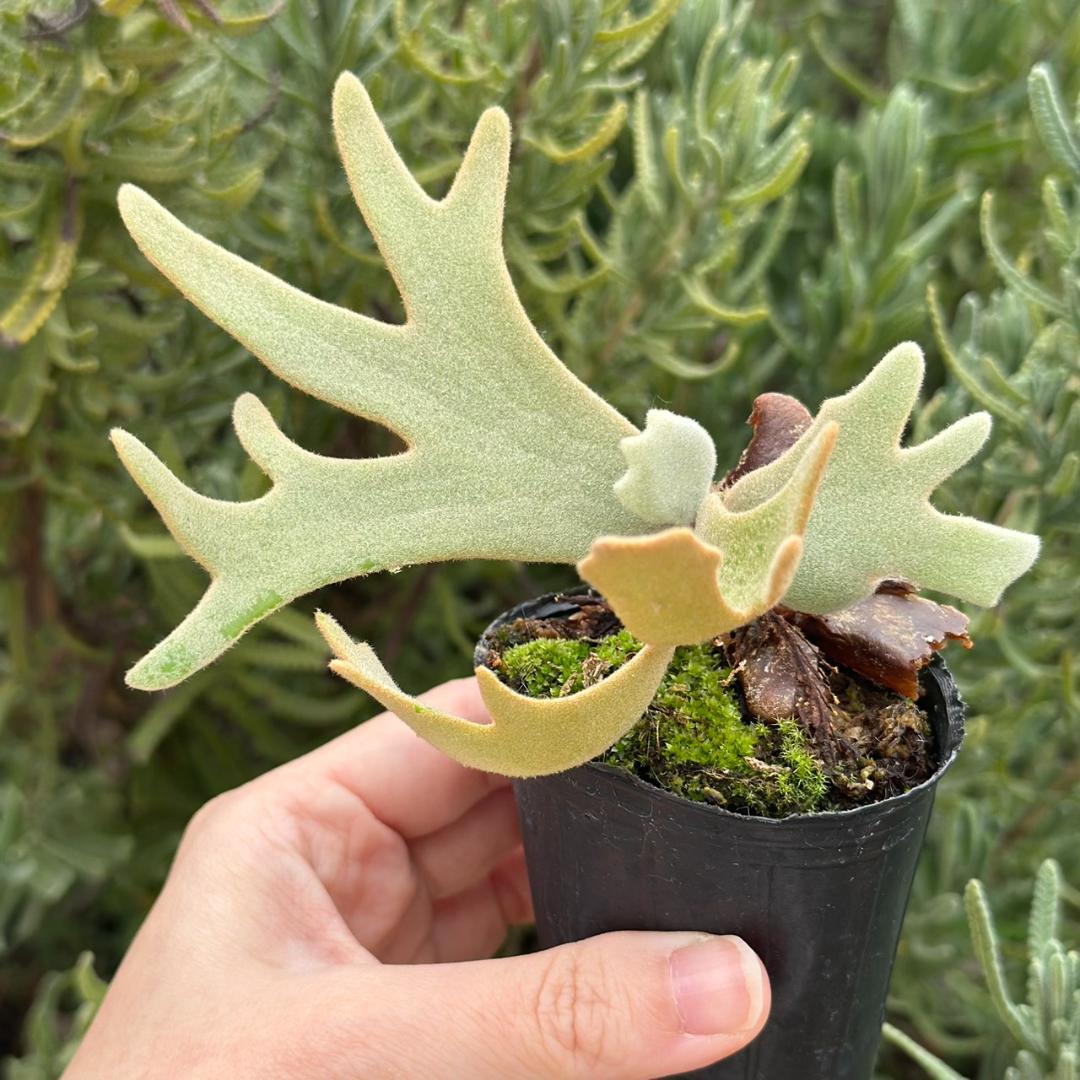P.willinckii ’Jade Girl’ spore 2101