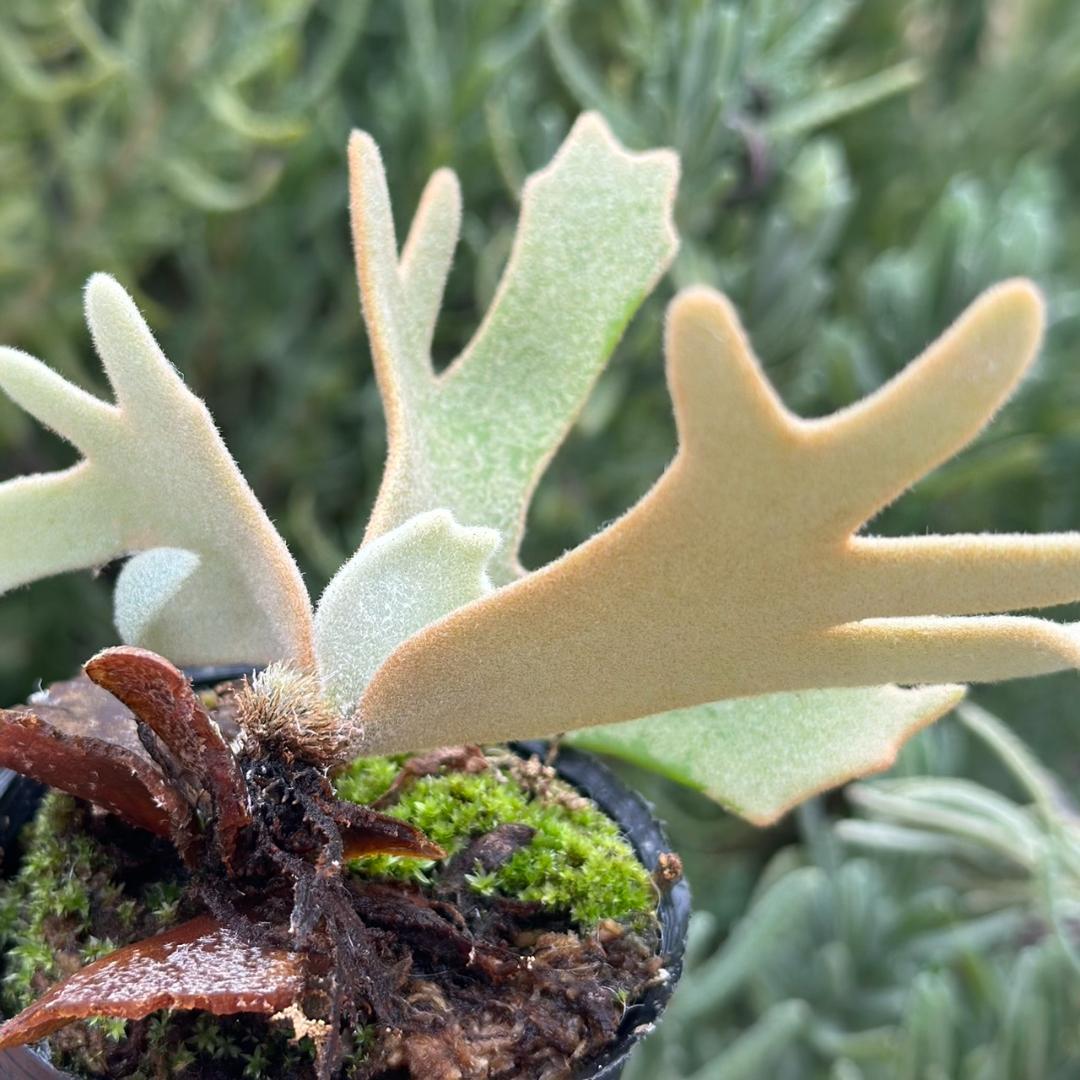 P.willinckii ’Jade Girl’ spore 2101