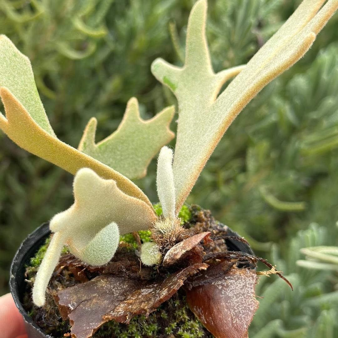 P.willinckii ’Jade Girl’ spore 2101