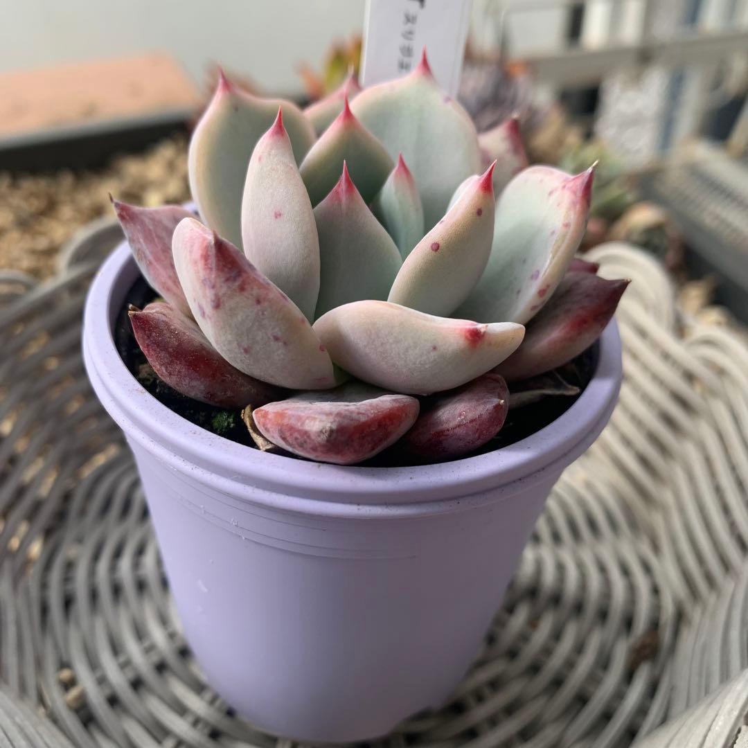 ココニコ苗　ココベリア　命名株　cerisier スリジエ　札付き　2/23撮影