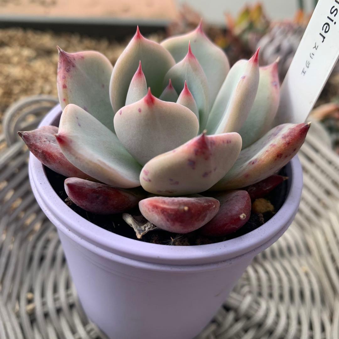 ココニコ苗　ココベリア　命名株　cerisier スリジエ　札付き　2/23撮影