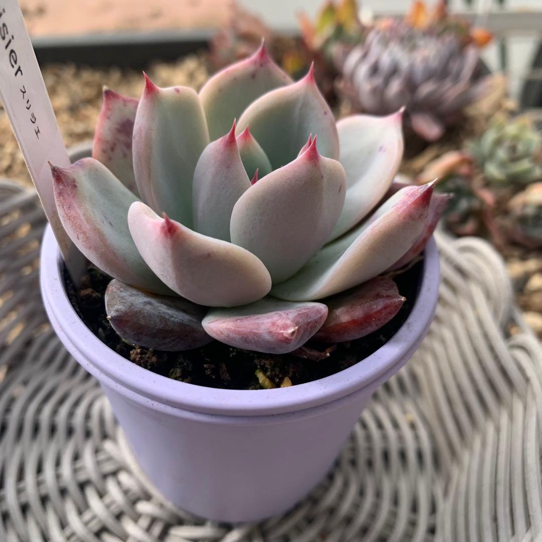 ココニコ苗　ココベリア　命名株　cerisier スリジエ　札付き　2/23撮影