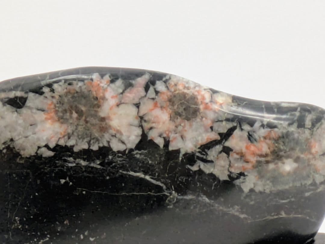 h*o様 菊花石　両面に三色の三連花　根尾 鑑賞石 水石 自然石　縞黒檀台座つき