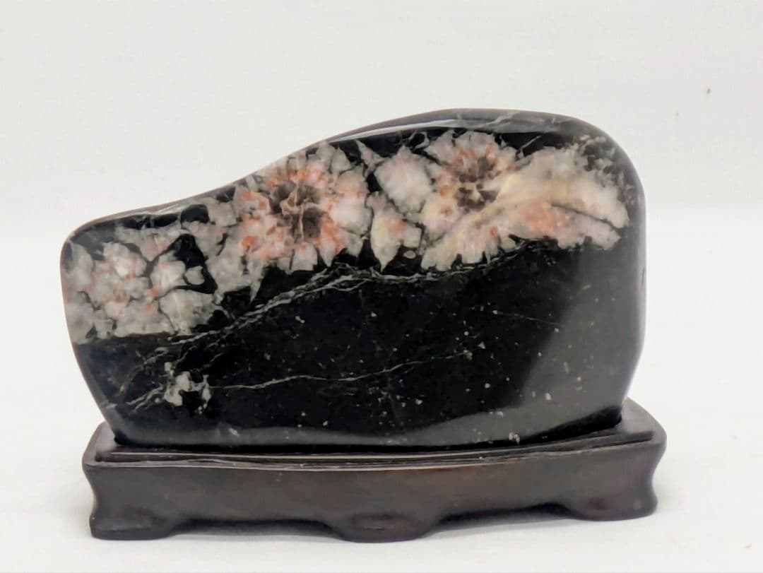 h*o様 菊花石　両面に三色の三連花　根尾 鑑賞石 水石 自然石　縞黒檀台座つき