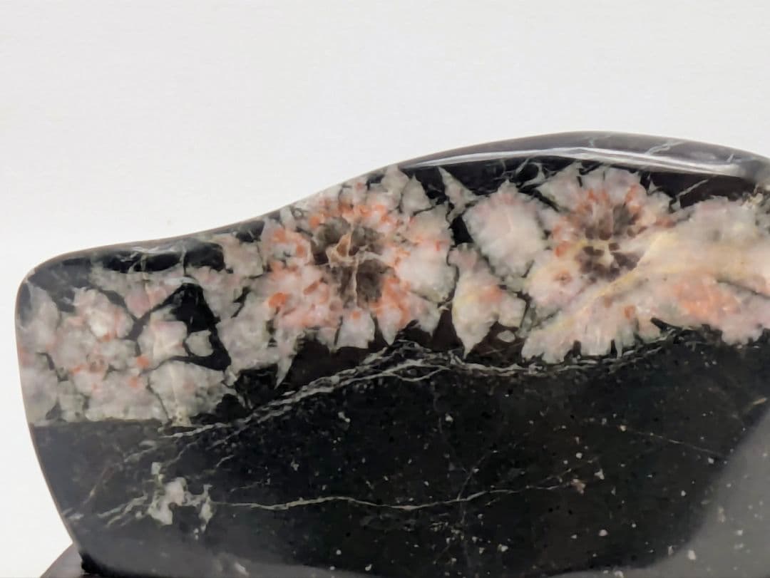 h*o様 菊花石　両面に三色の三連花　根尾 鑑賞石 水石 自然石　縞黒檀台座つき