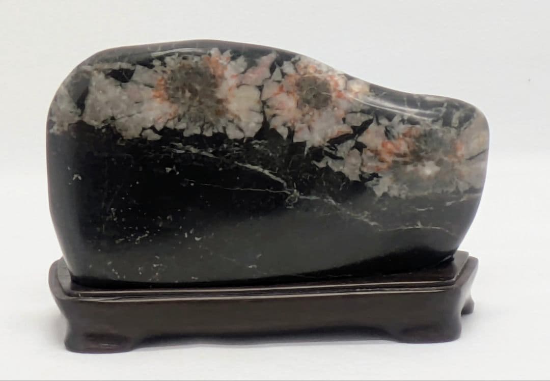 h*o様 菊花石　両面に三色の三連花　根尾 鑑賞石 水石 自然石　縞黒檀台座つき