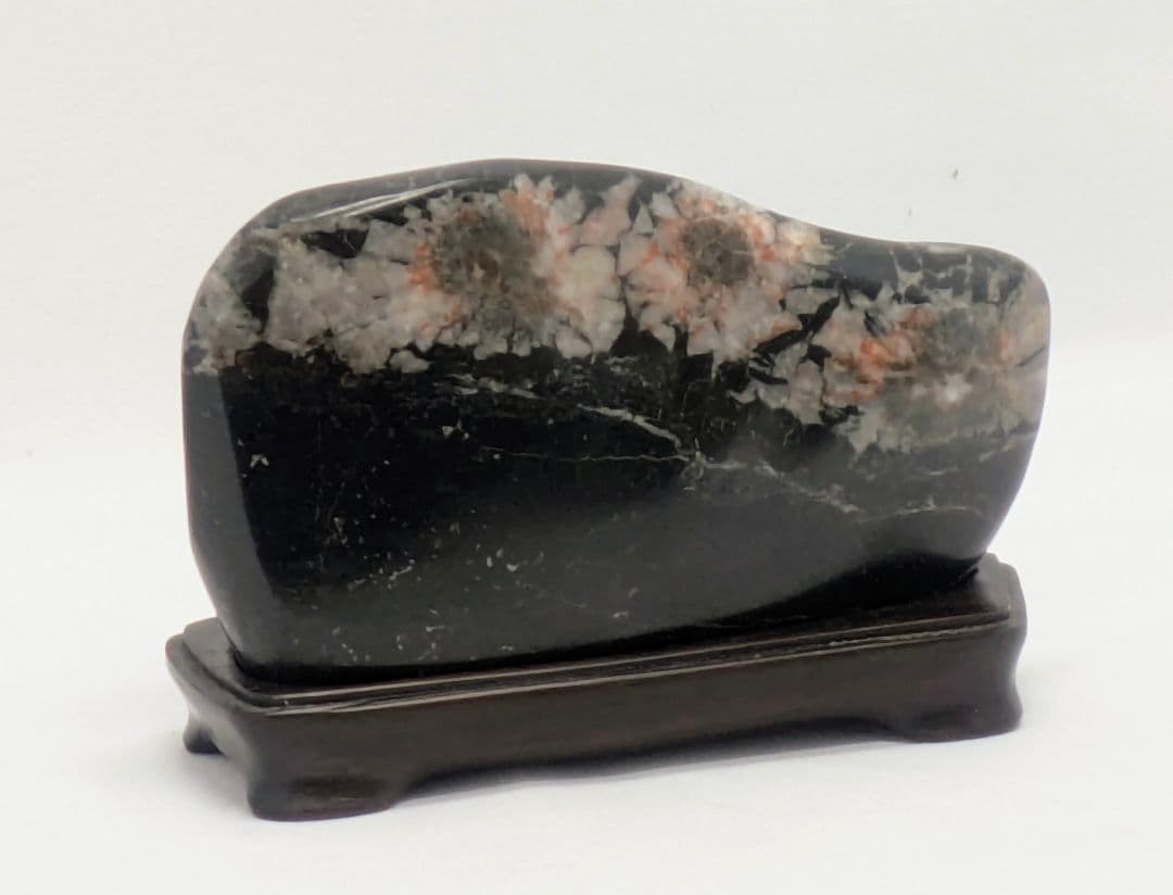 h*o様 菊花石　両面に三色の三連花　根尾 鑑賞石 水石 自然石　縞黒檀台座つき