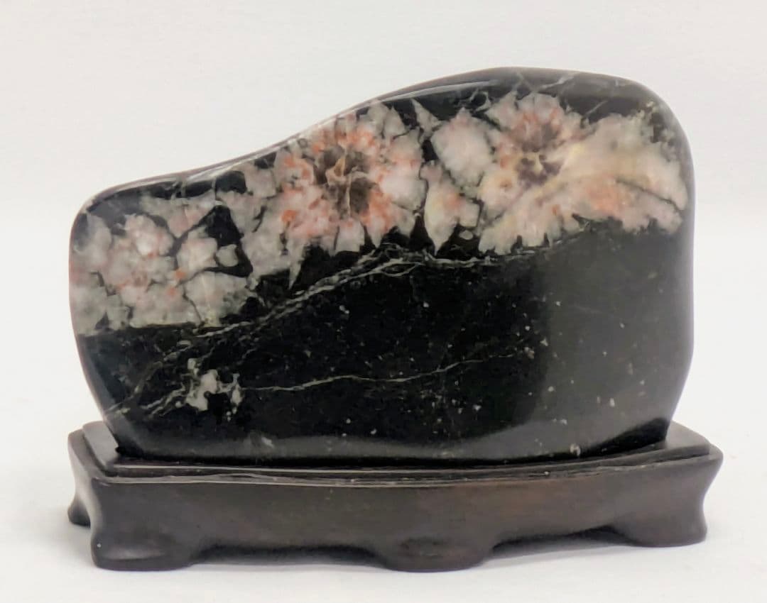 h*o様 菊花石　両面に三色の三連花　根尾 鑑賞石 水石 自然石　縞黒檀台座つき