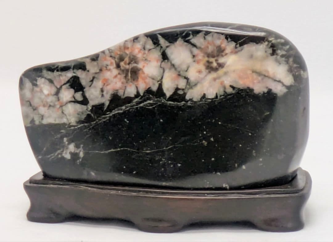 h*o様 菊花石　両面に三色の三連花　根尾 鑑賞石 水石 自然石　縞黒檀台座つき