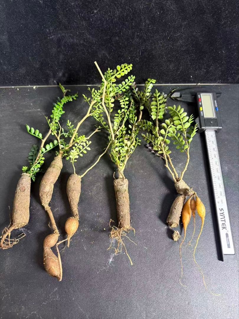 メ*う様 オペルクリカリア パキプス／Operculicarya pachypu