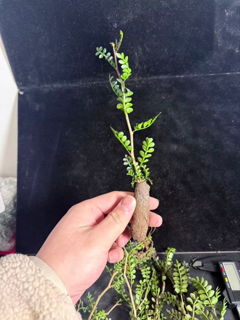 メ*う様 オペルクリカリア パキプス／Operculicarya pachypu