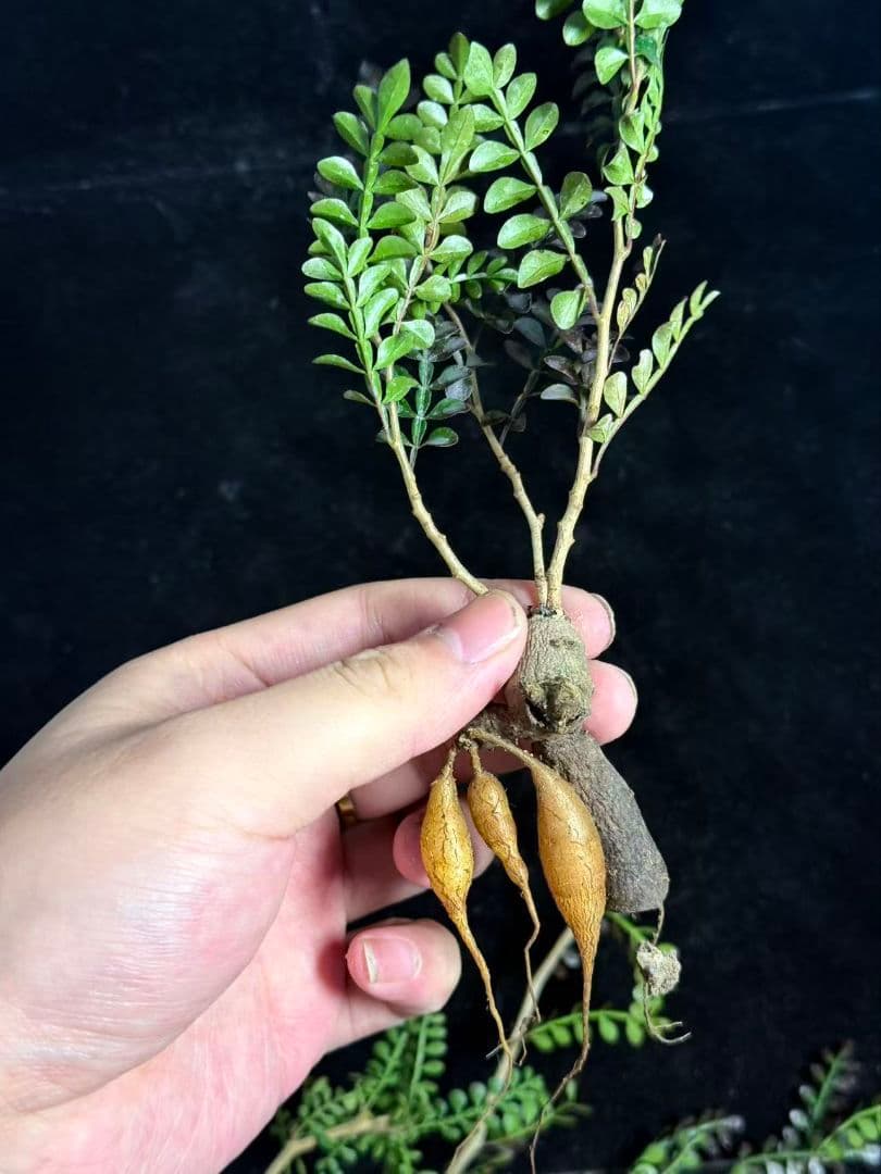 メ*う様 オペルクリカリア パキプス／Operculicarya pachypu