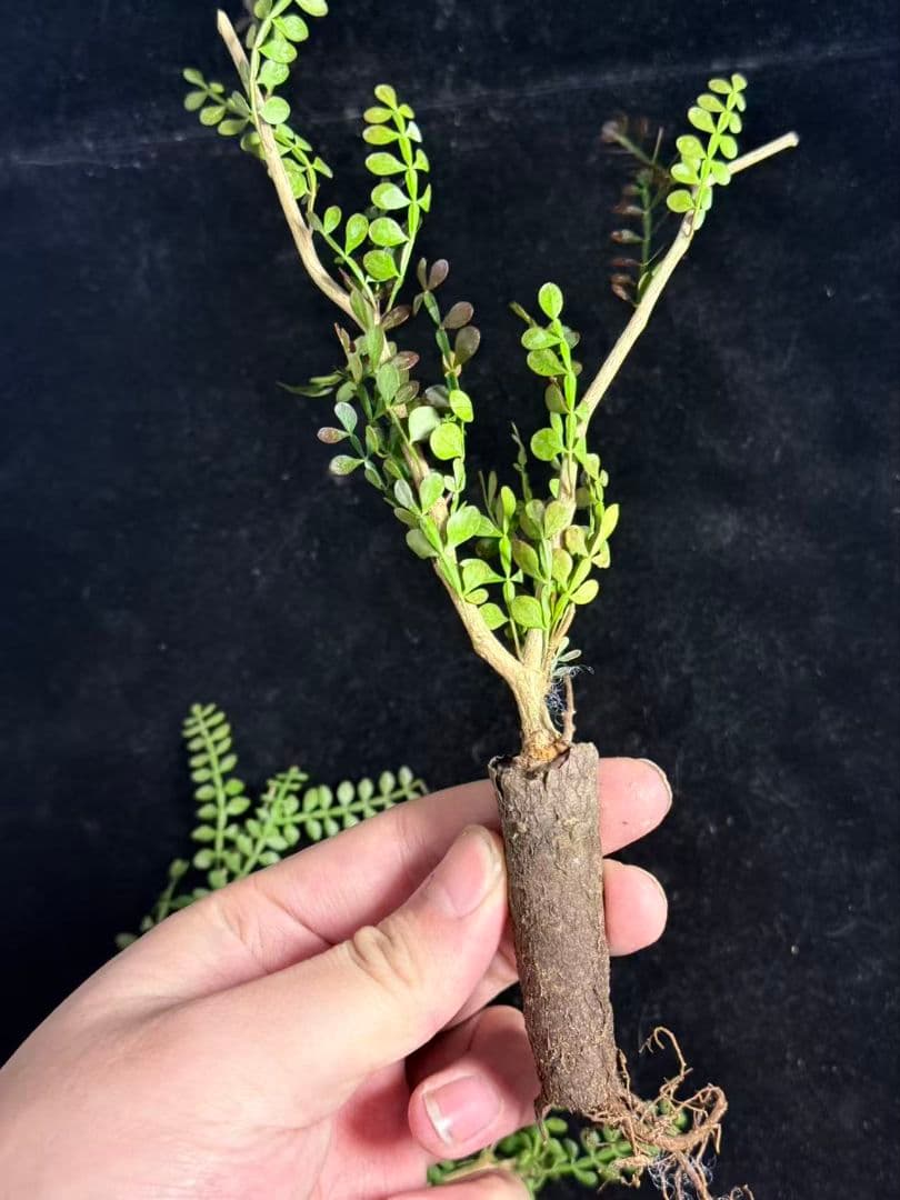 メ*う様 オペルクリカリア パキプス／Operculicarya pachypu