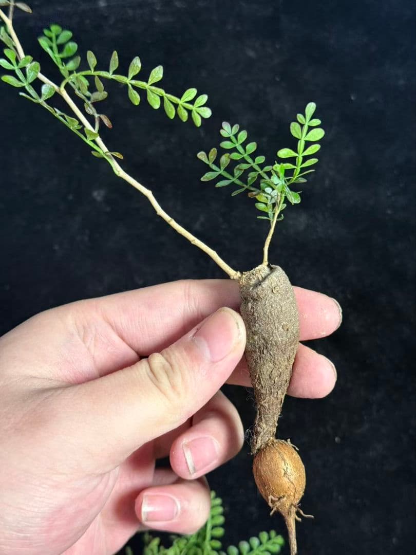 メ*う様 オペルクリカリア パキプス／Operculicarya pachypu