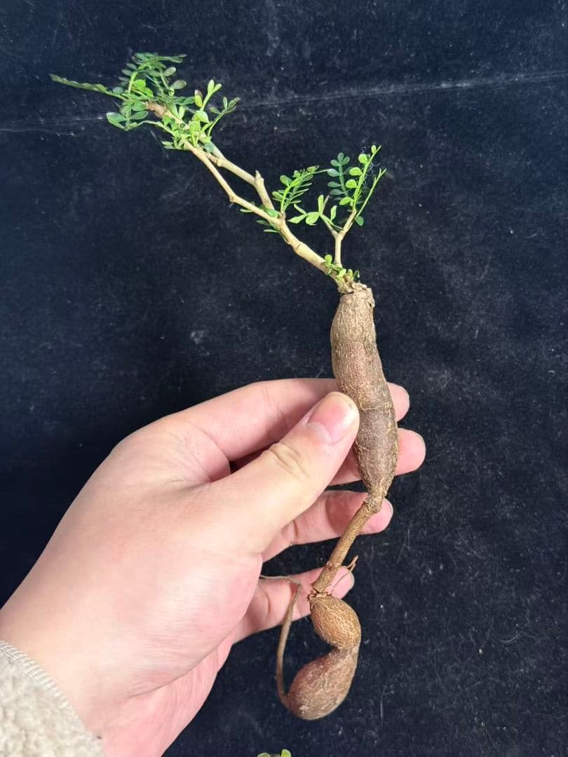 メ*う様 オペルクリカリア パキプス／Operculicarya pachypu