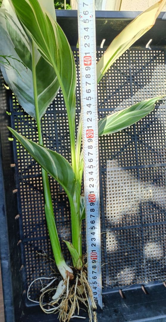 【説明文参照】カンナ シュトゥットガルト　商品例　サンプル株