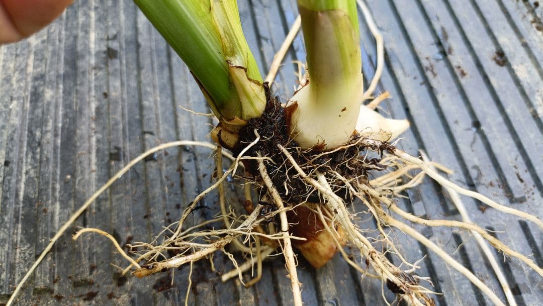 【説明文参照】カンナ シュトゥットガルト　商品例　サンプル株