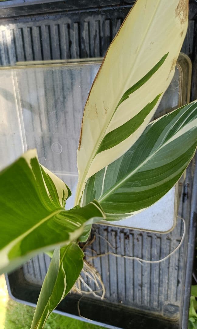 【説明文参照】カンナ シュトゥットガルト　商品例　サンプル株