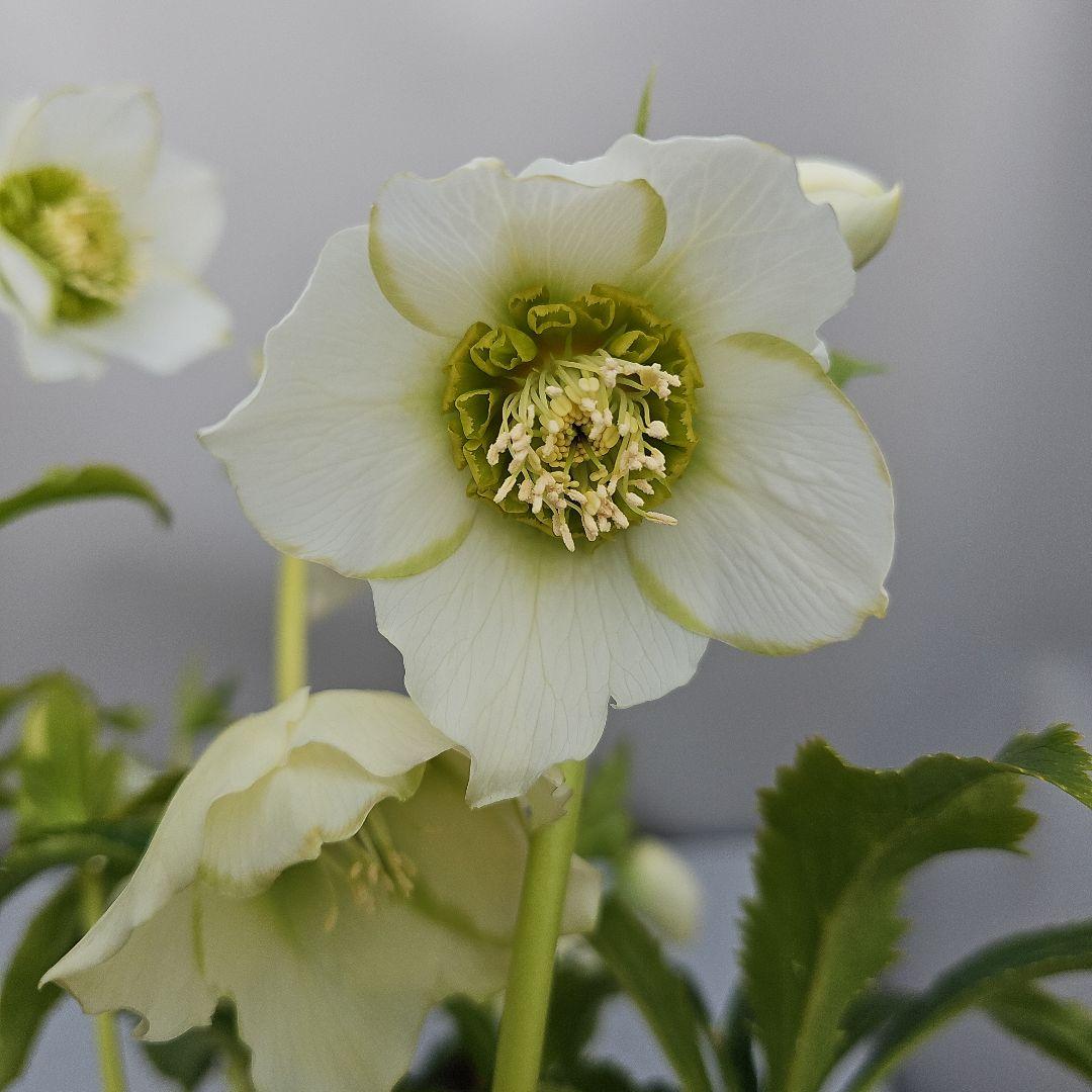 クリスマスローズ　ホワイトセミダブル　二種植え