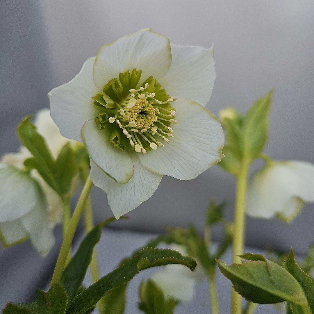 クリスマスローズ　ホワイトセミダブル　二種植え