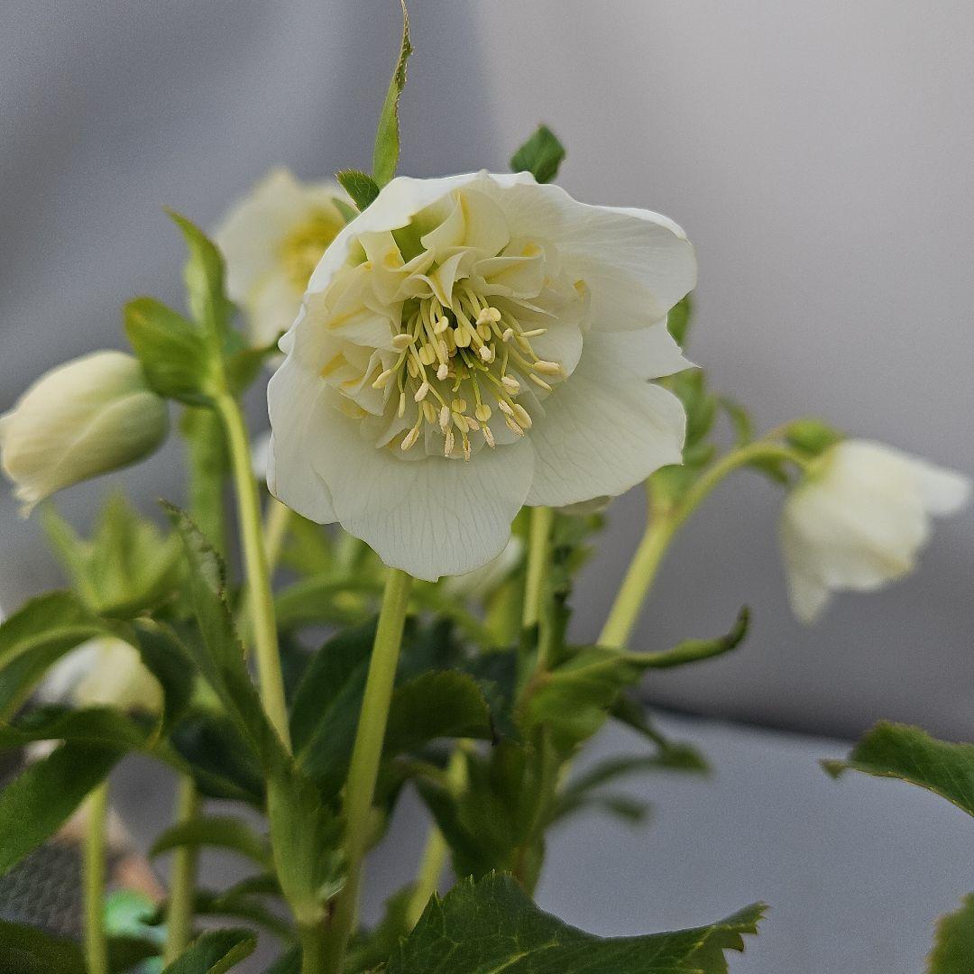 クリスマスローズ　ホワイトセミダブル　二種植え