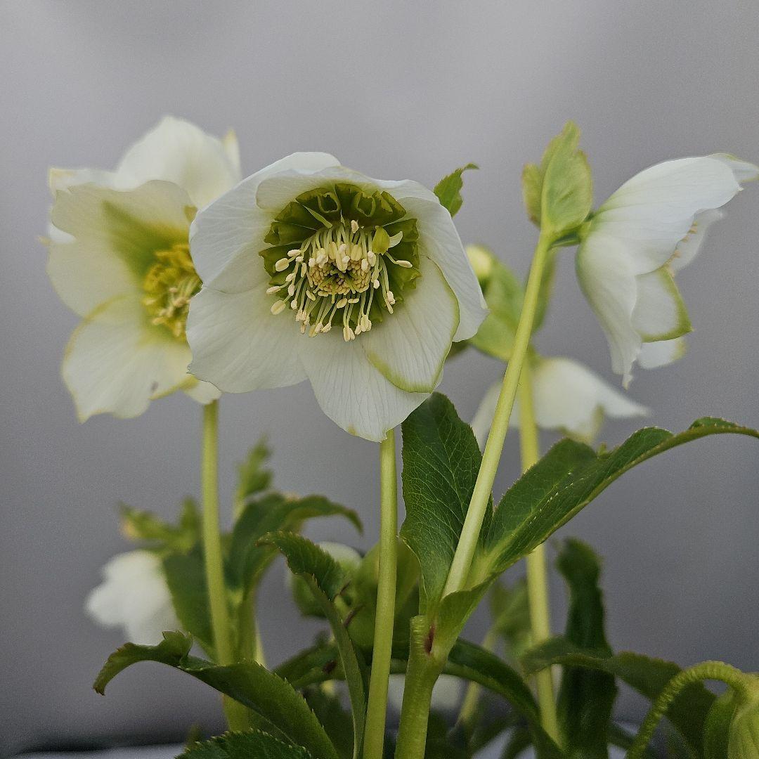 クリスマスローズ　ホワイトセミダブル　二種植え