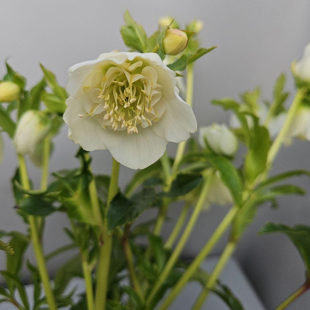 クリスマスローズ　ホワイトセミダブル　二種植え