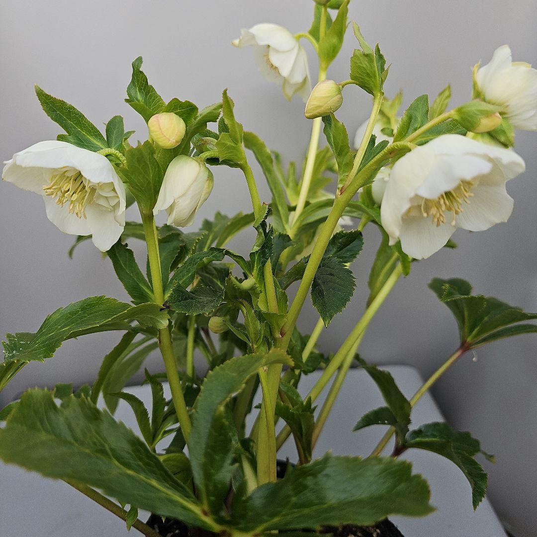 クリスマスローズ　ホワイトセミダブル　二種植え