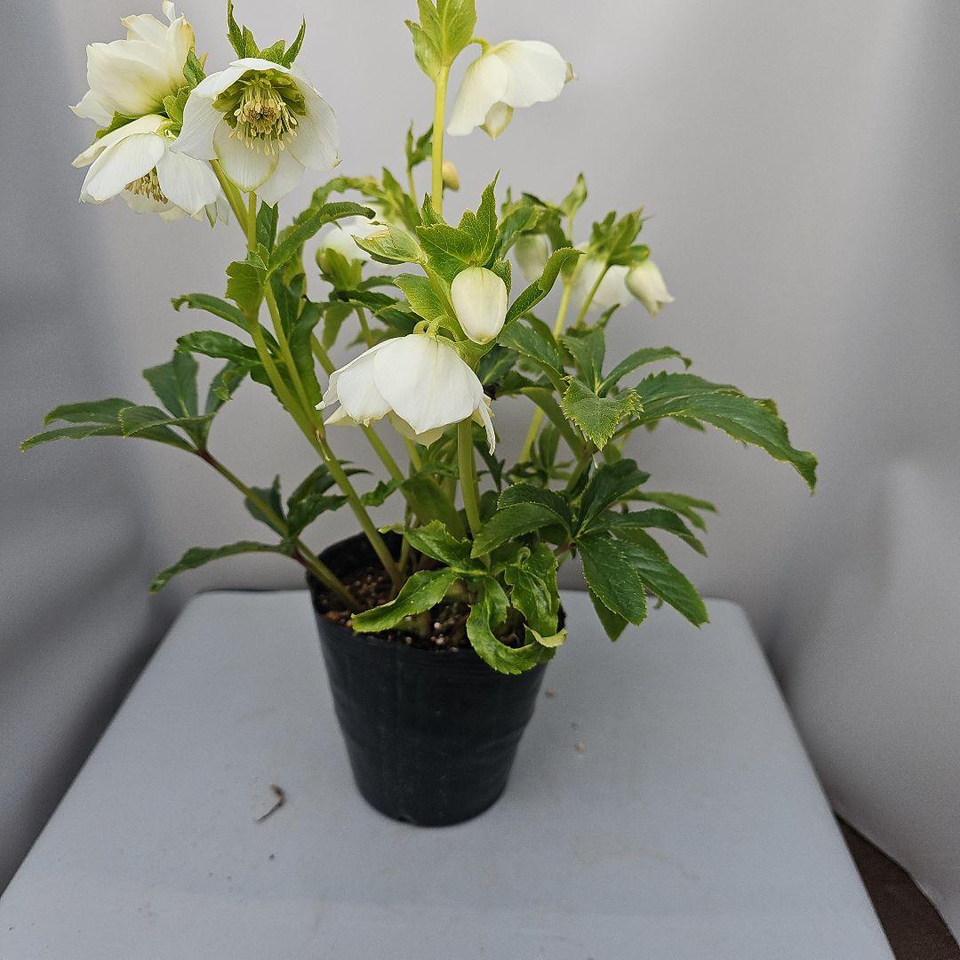 クリスマスローズ　ホワイトセミダブル　二種植え