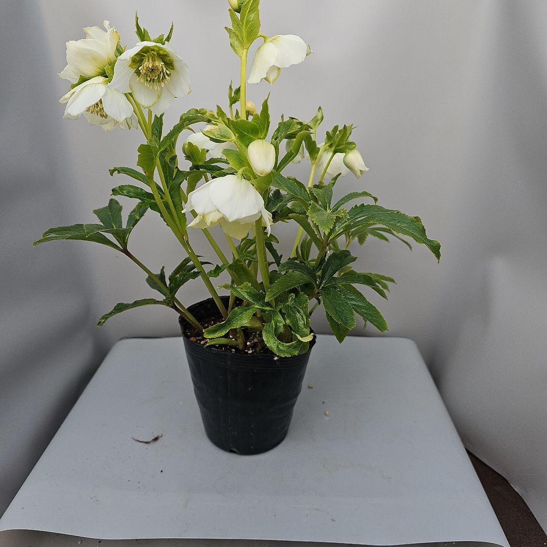 クリスマスローズ　ホワイトセミダブル　二種植え