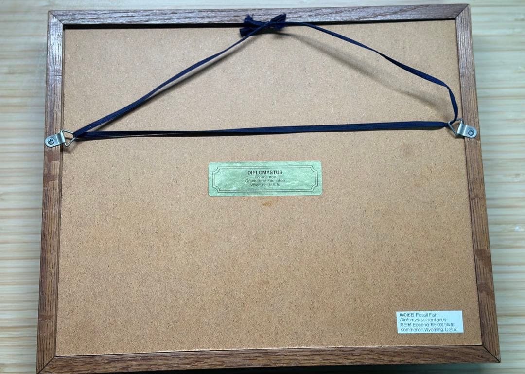 化石魚 フレーム付き 5000万年前(新世代/第三紀•始新世) 科学博物館 土産