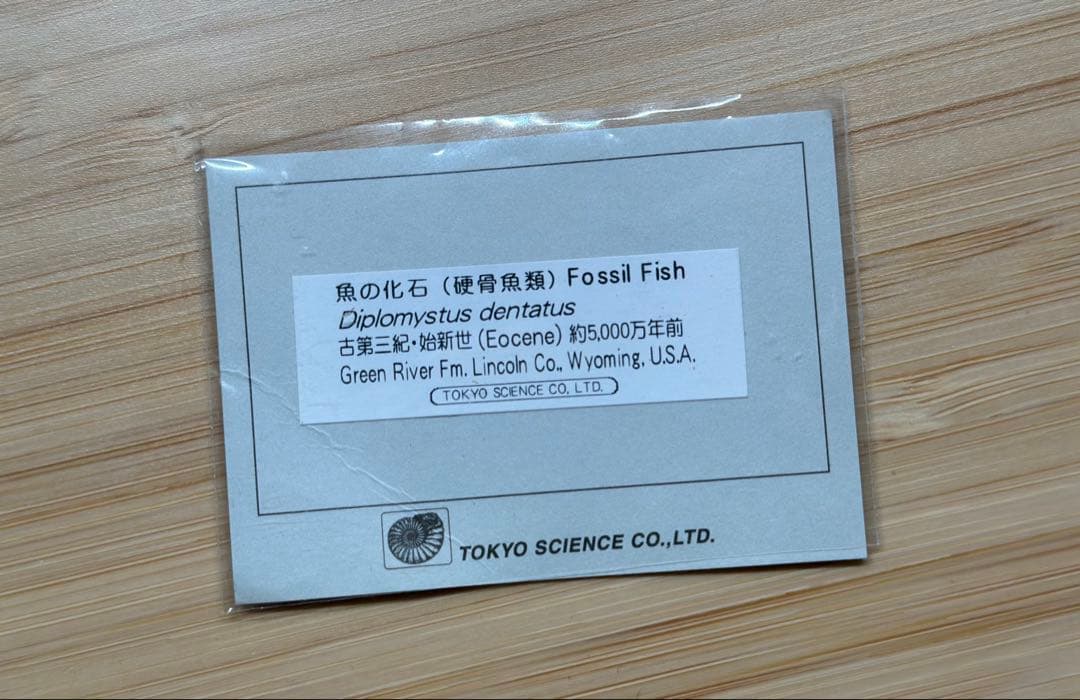 化石魚 フレーム付き 5000万年前(新世代/第三紀•始新世) 科学博物館 土産