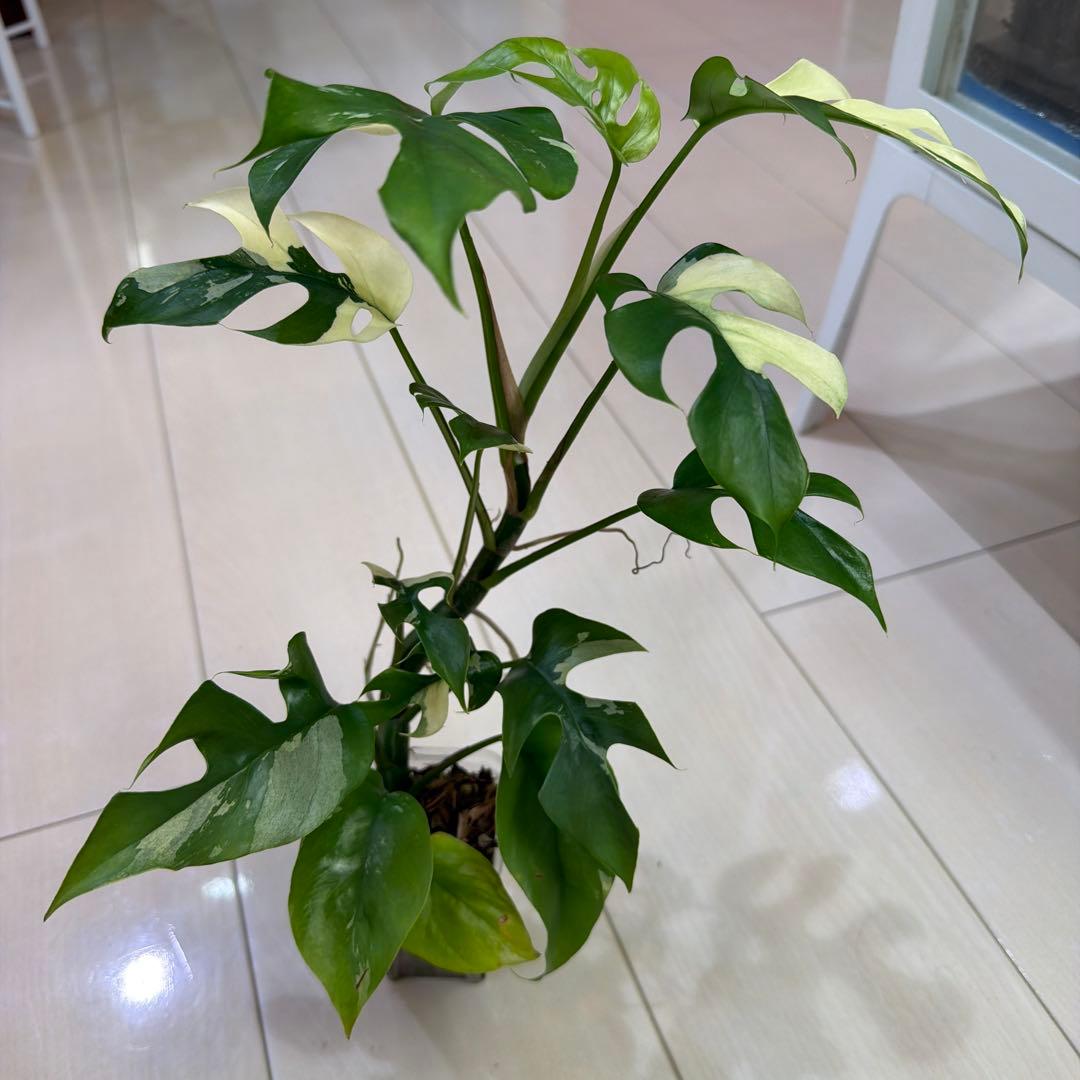 ラフィドフォラテトラスペルマパラゴン　ヒメモンステラ斑入り