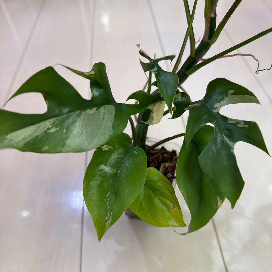 ラフィドフォラテトラスペルマパラゴン　ヒメモンステラ斑入り