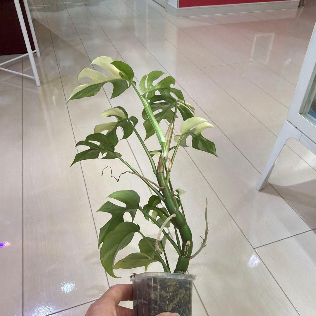 ラフィドフォラテトラスペルマパラゴン　ヒメモンステラ斑入り