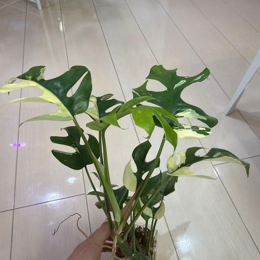 ラフィドフォラテトラスペルマパラゴン　ヒメモンステラ斑入り