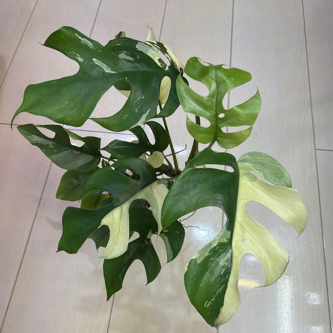 ラフィドフォラテトラスペルマパラゴン　ヒメモンステラ斑入り