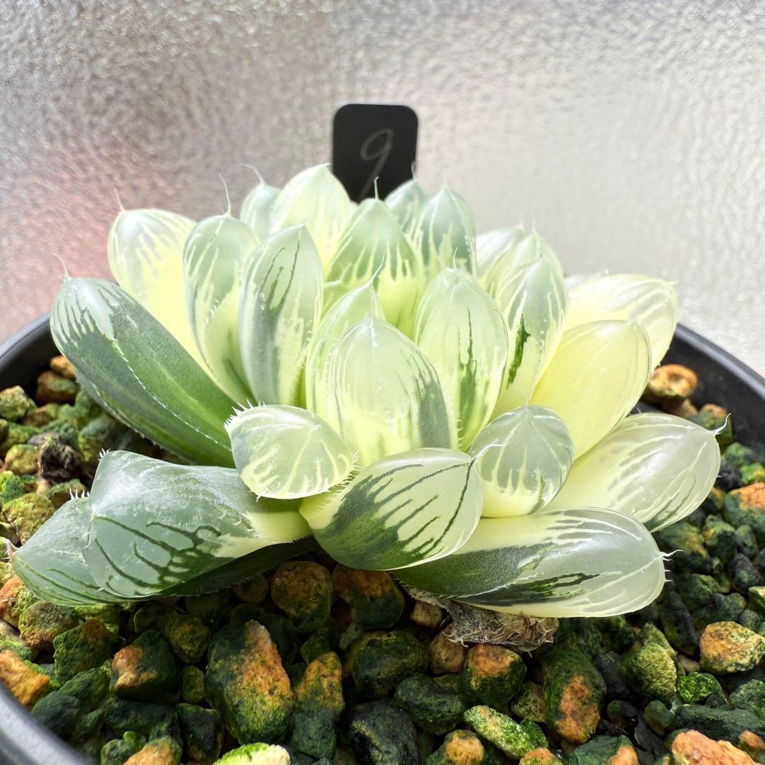 多肉植物 ハオルチア 自宅実生オブツーサ錦 9番 糊斑 1点物 9.5cm鉢