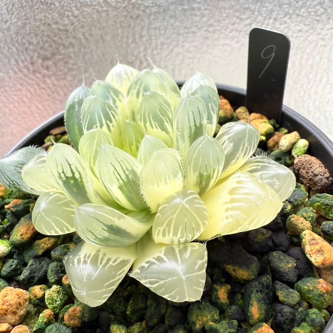 多肉植物 ハオルチア 自宅実生オブツーサ錦 9番 糊斑 1点物 9.5cm鉢
