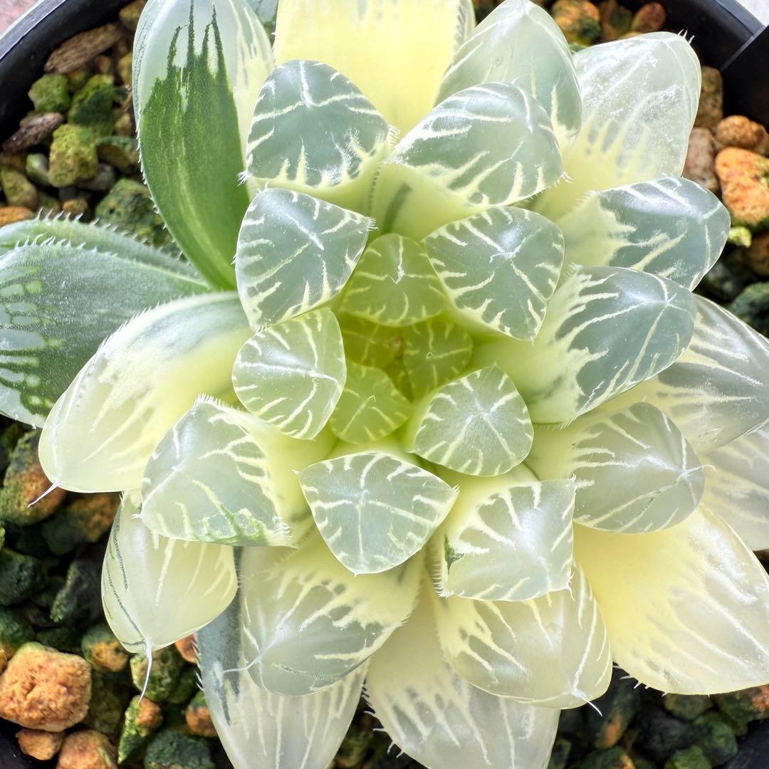 多肉植物 ハオルチア 自宅実生オブツーサ錦 9番 糊斑 1点物 9.5cm鉢