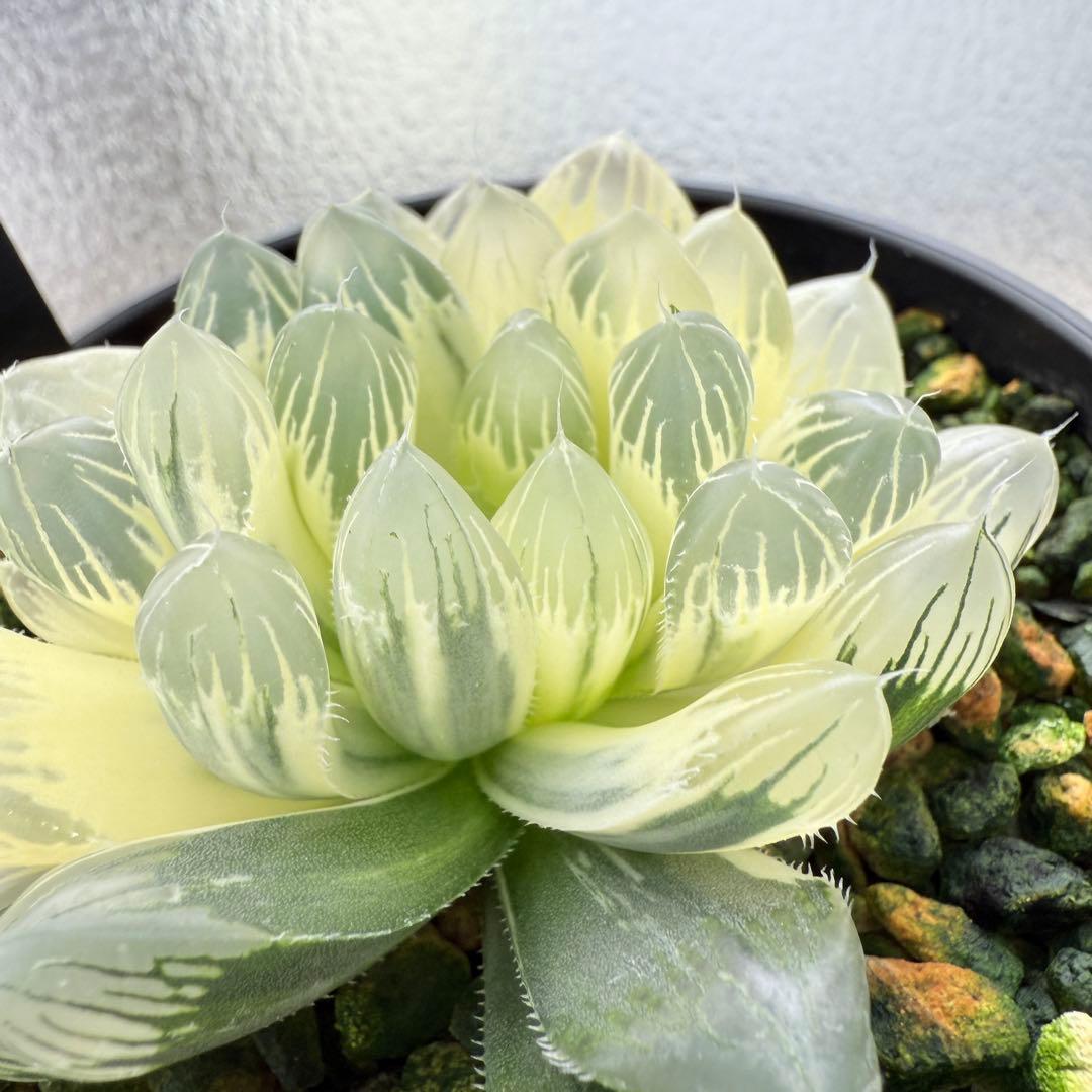 多肉植物 ハオルチア 自宅実生オブツーサ錦 9番 糊斑 1点物 9.5cm鉢