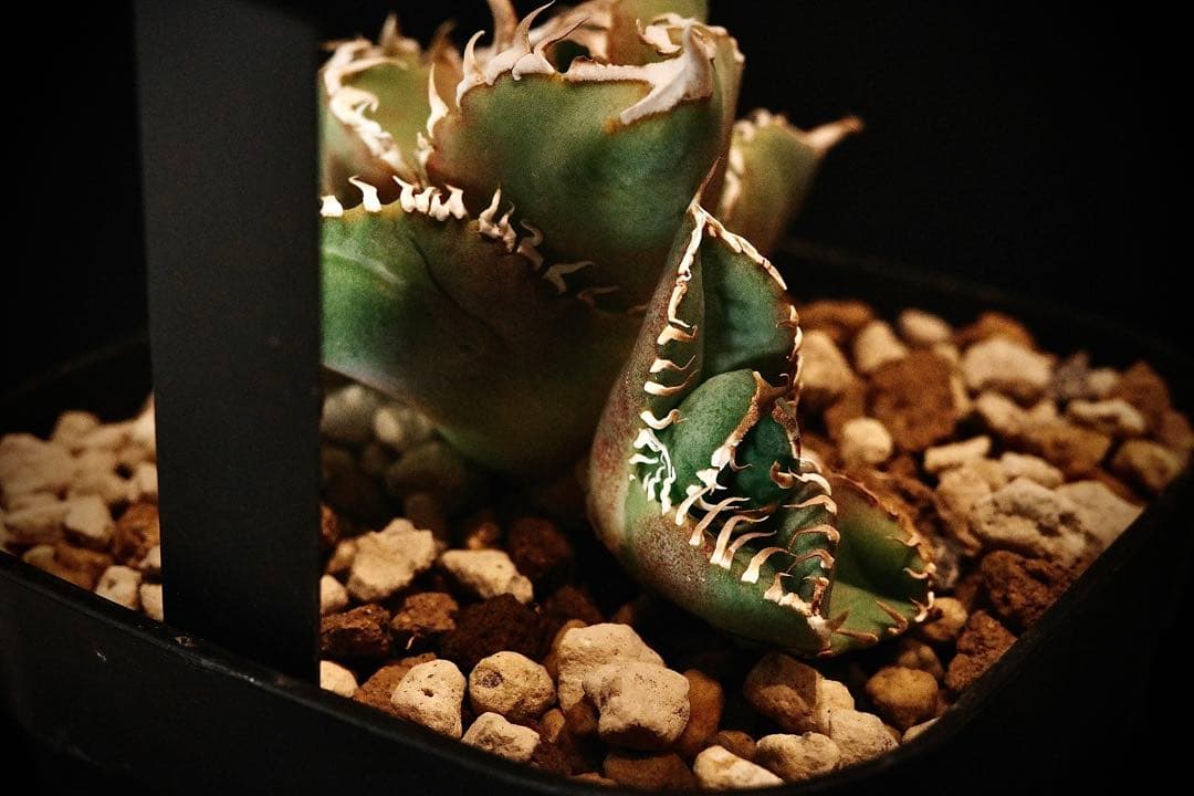 【超有望株】アガベ　チタノタ　cjspecial