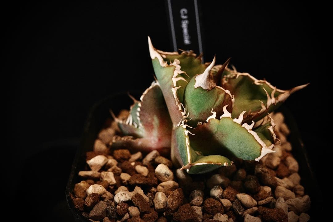 【超有望株】アガベ　チタノタ　cjspecial