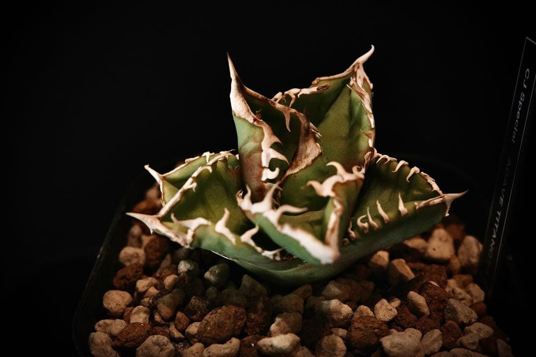 【超有望株】アガベ　チタノタ　cjspecial